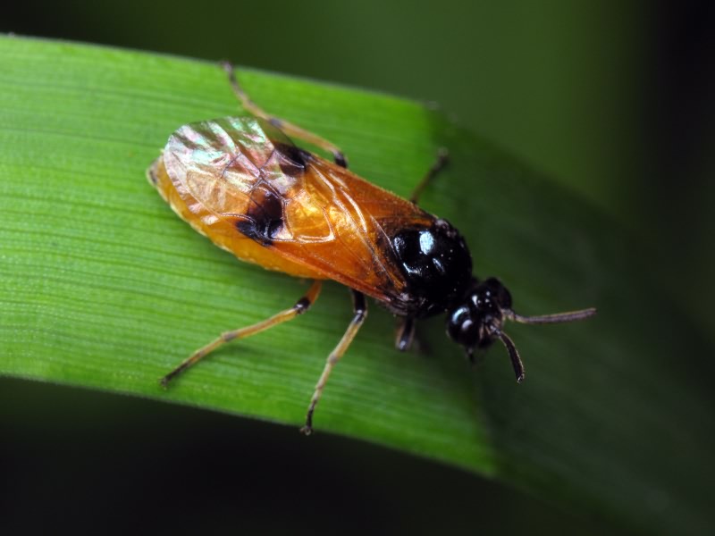 Argidae